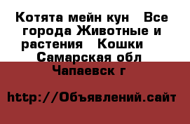 Котята мейн кун - Все города Животные и растения » Кошки   . Самарская обл.,Чапаевск г.